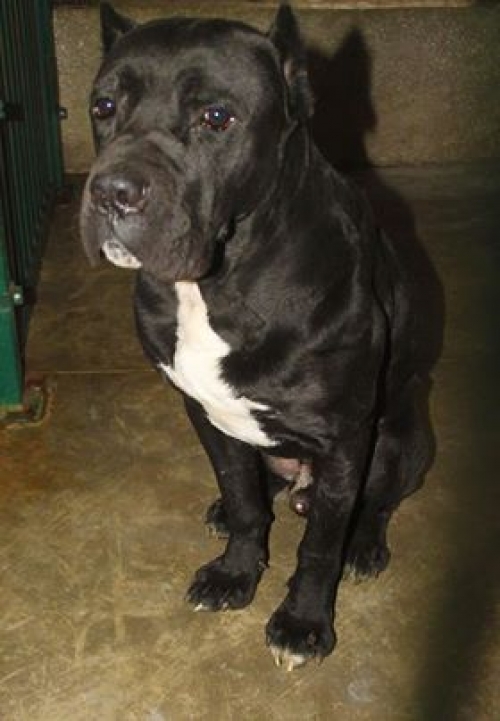 კანე კორსო უსახელო