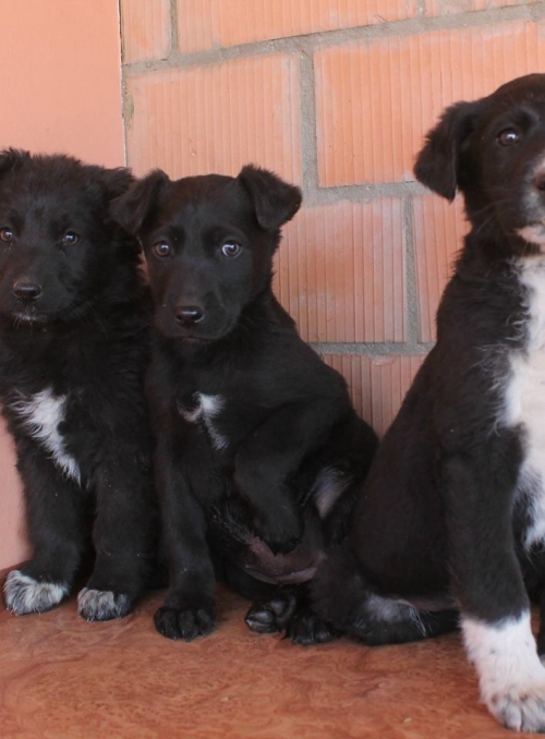 ქართული ქოფაკი უსახელო