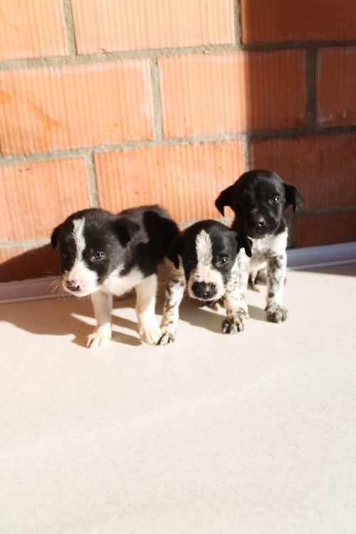 მეტისის ლეკვები უსახელო