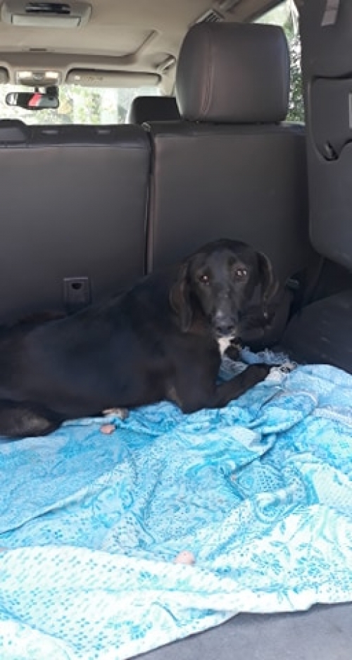 მეტისი ბესო