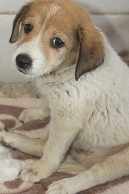 მეტისი უსახელო