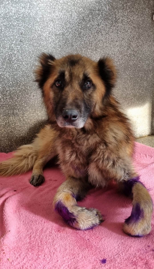 მეტისი მისაქციელი. ნატახტრის გზა