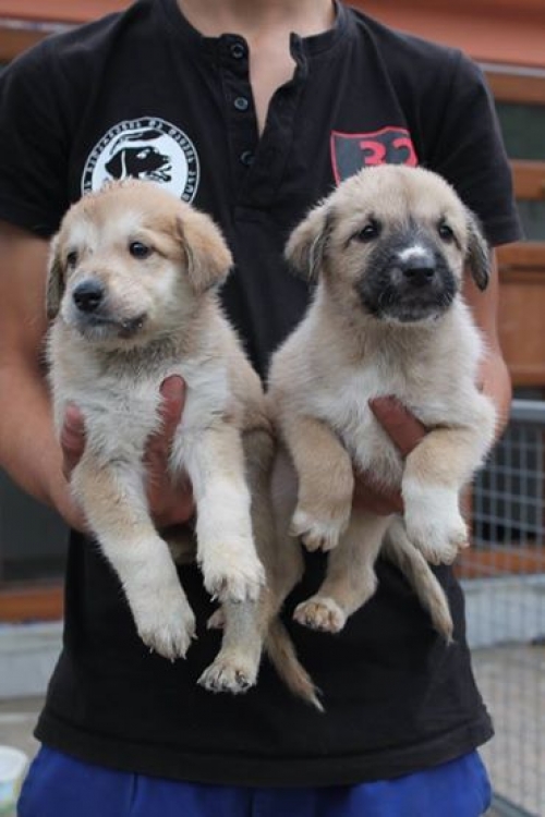 მეტისის ლეკვები უსახელო