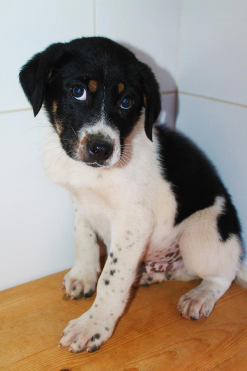 ქართული ქოფაკი უსახელო