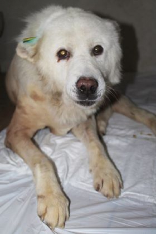 ქართული ნაგაზი მიშა