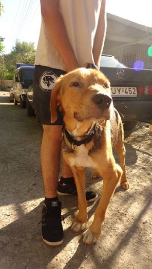 გონჩი რონი