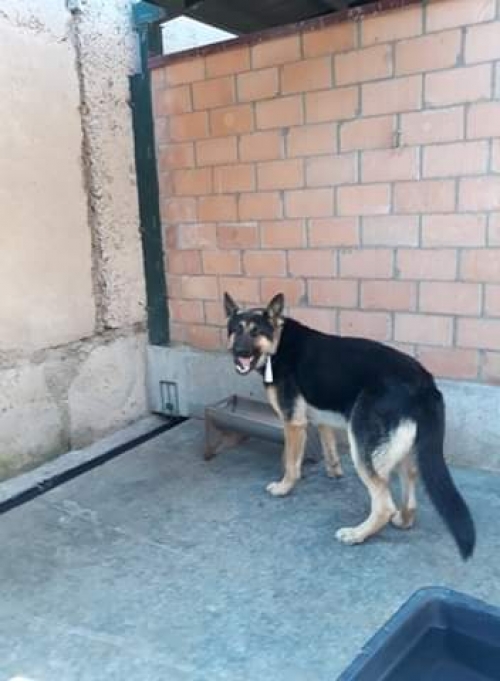 გერმანული ნაგაზი უსახელო