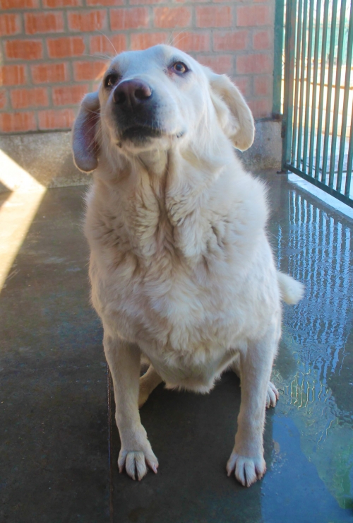 ქართული ქოფაკი უსახელო