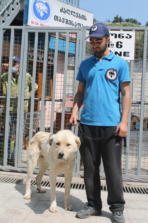 მეტისი ბოთა