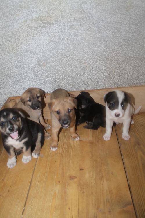 მეტისის ლეკვები უსახელო