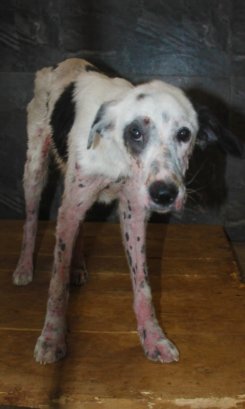 მეტისი უსახელო