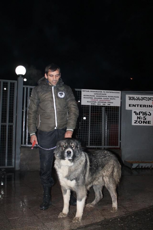 კავკასიური ნაგაზი ბემბი