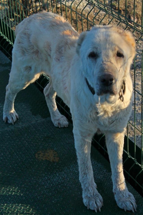 ქართული ნაგაზი წრიპა