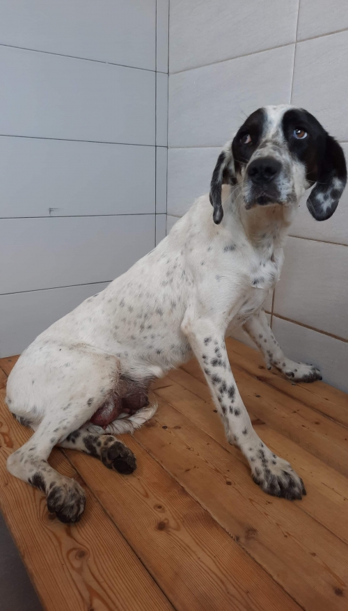 მეტისი ჯინა