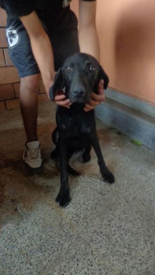 მეტისი უცნობი