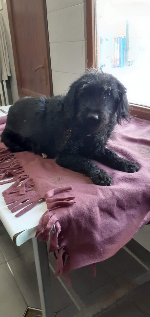 ბალონკა უსახელო