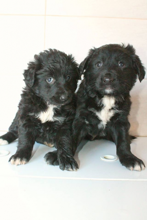 ბალონკის მეტისი უსახელო