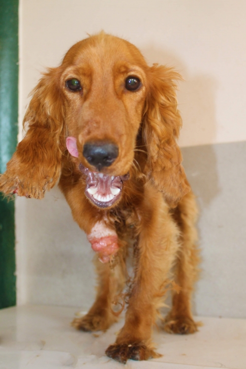 კოკერსპანიელი უსახელო