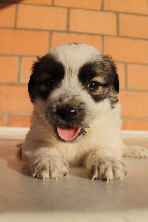 ქართული ქოფაკი უსახელო