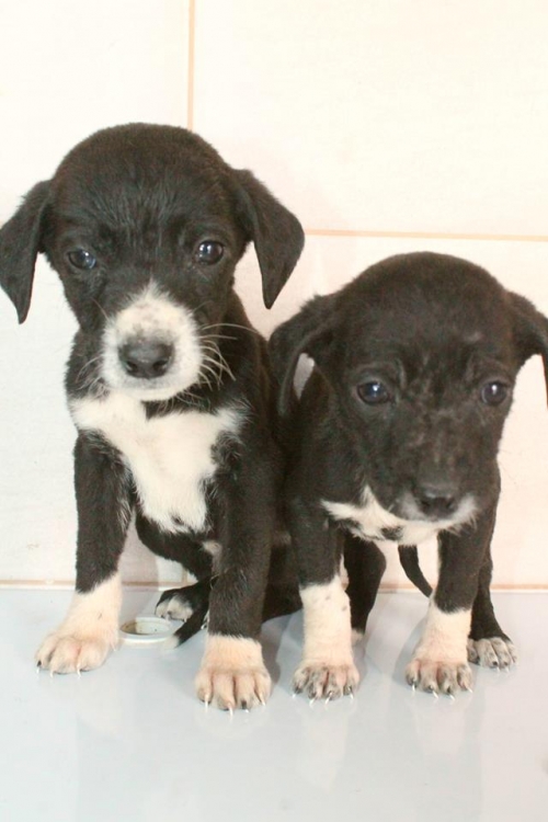 პოინტერის მეტისი უსახელო