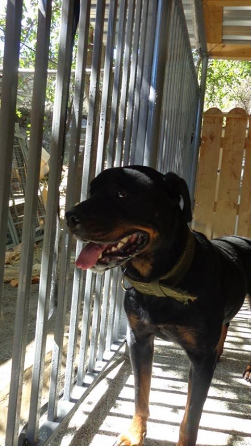 როტვეილერი ჯესი