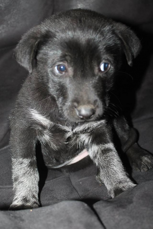 ქართული ქოფაკი უსახელო