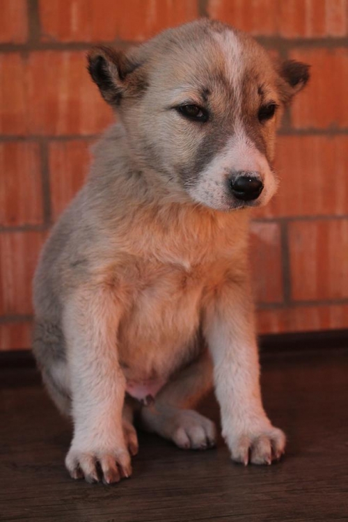 ქართული ქოფაკი უსახელო