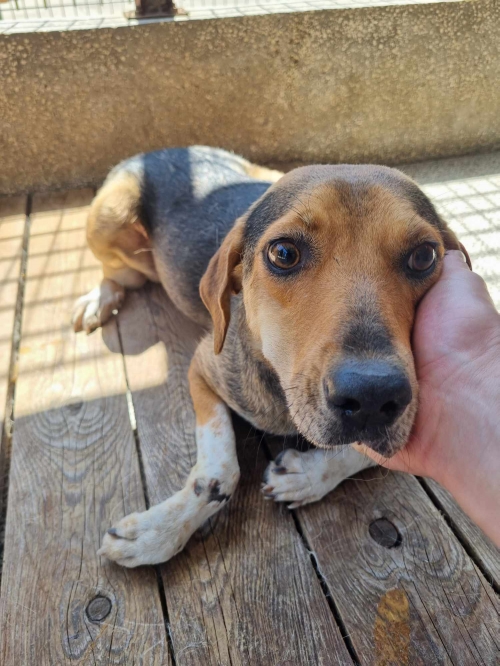 მეტისი წყალტუბო