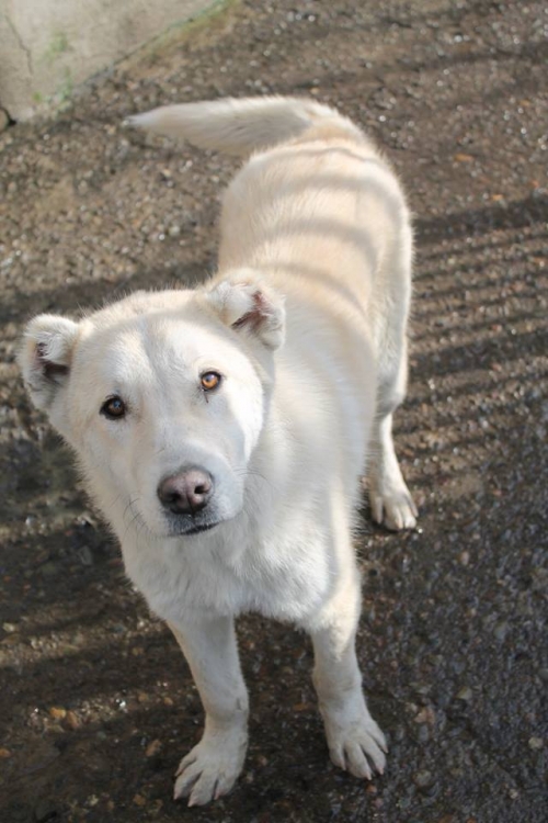 ქართული ქოფაკი უსახელო