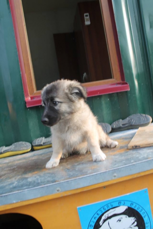 ქართული ქოფაკი უსახელო