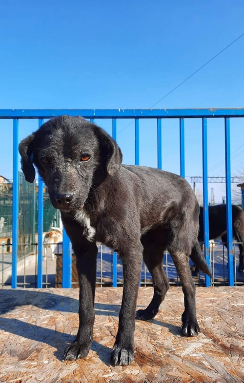 მეტისი ლულუ