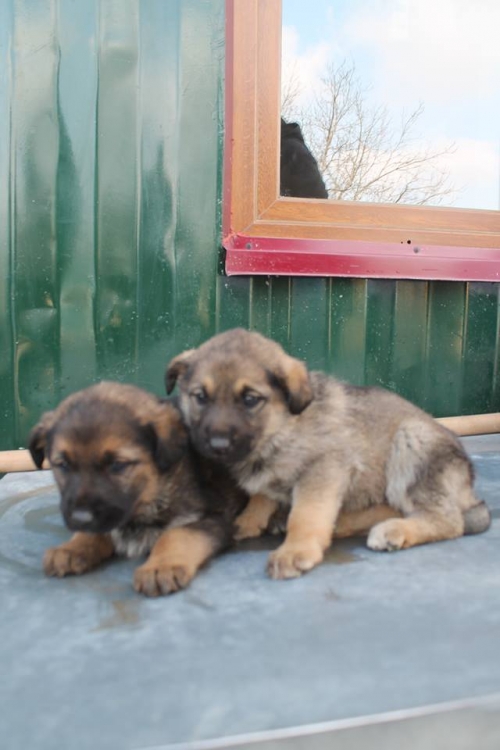 გერმანული ნაგაზის მეტისი უსახელო