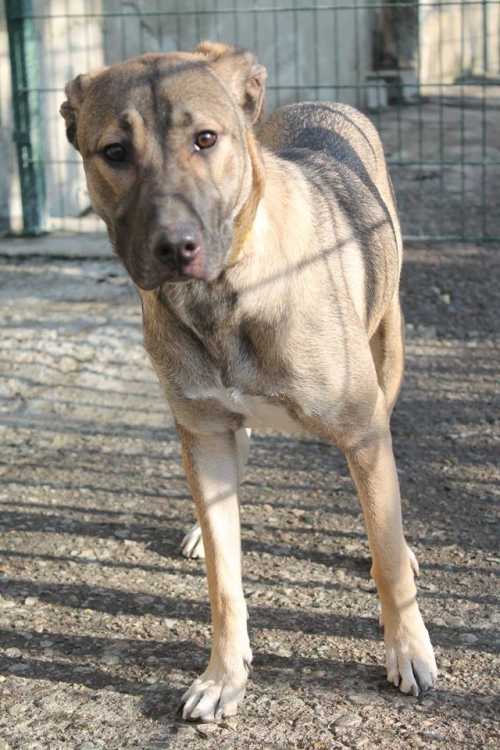 მეტისი სუბარუ