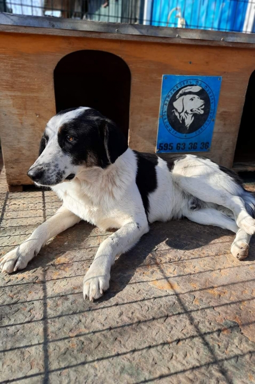 მეტისი უსახელო