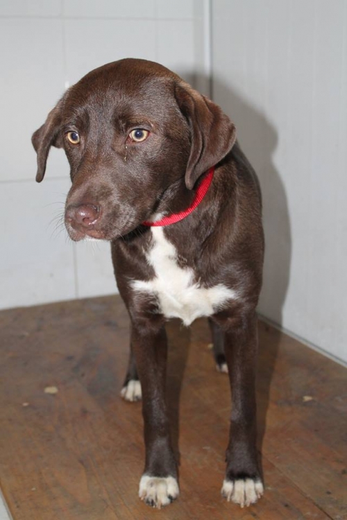 ლაბრადორის მეტისი უსახელო