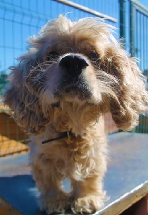 კოკერსპანიელი ბაბი