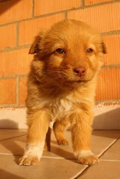 ქართული ქოფაკი უსახელო