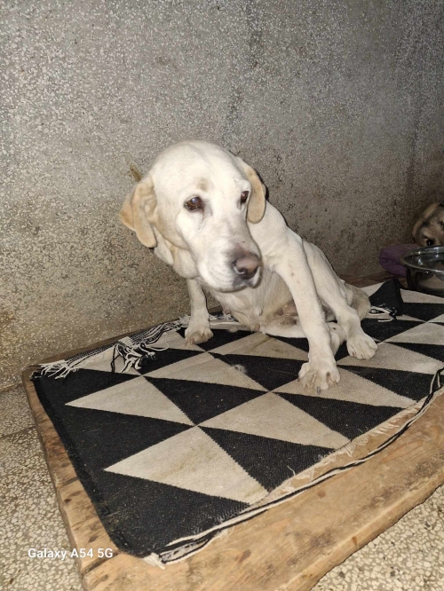 ლაბრადორი გურჯანი