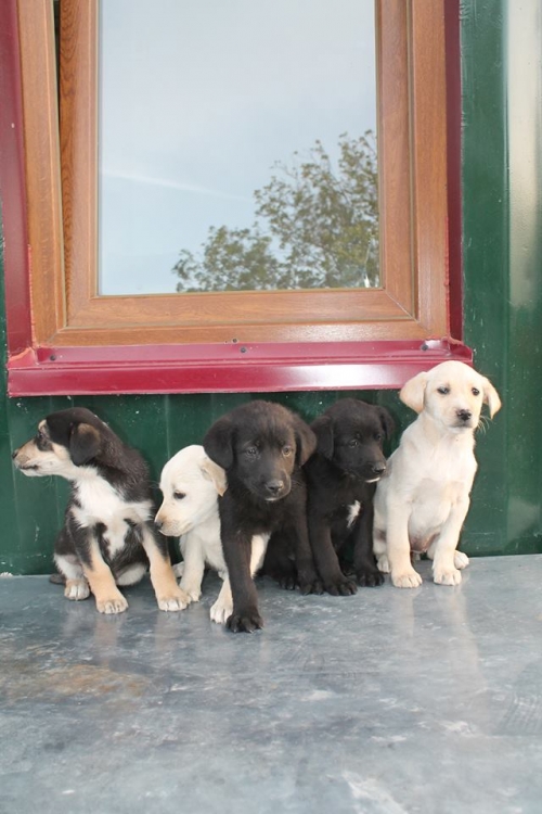 მეტისის ლეკვები უსახელო