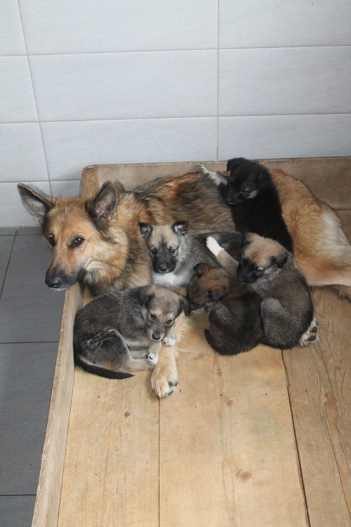 გერმანული ნაგაზის მეტისი უსახელო