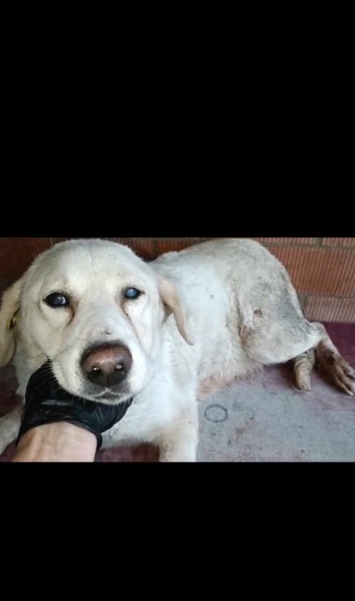ლაბრადორი ლიბანის ქუჩა ავჭალა