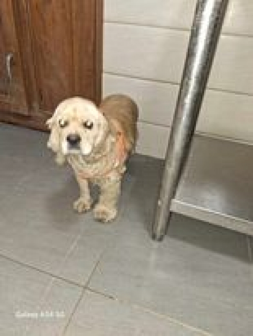 კოკერსპანიელი ახმეტელის მეტრო