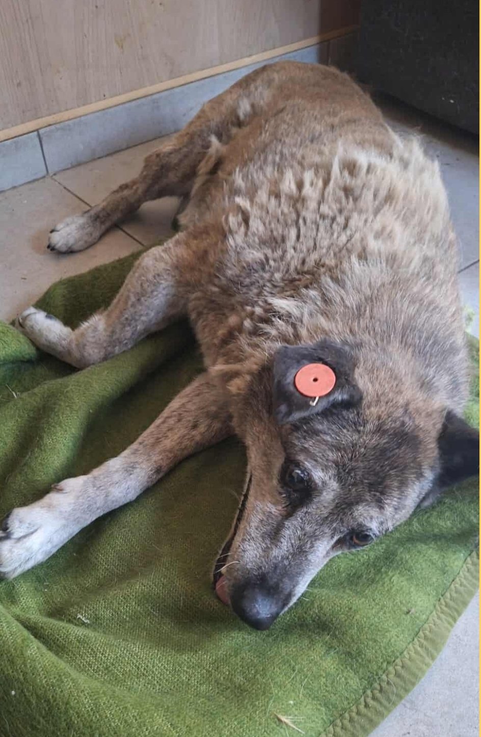 მეტისი. ვარკეთილის მასივი.