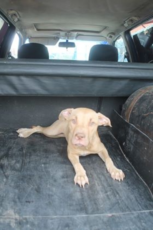 პიტი ლუსი