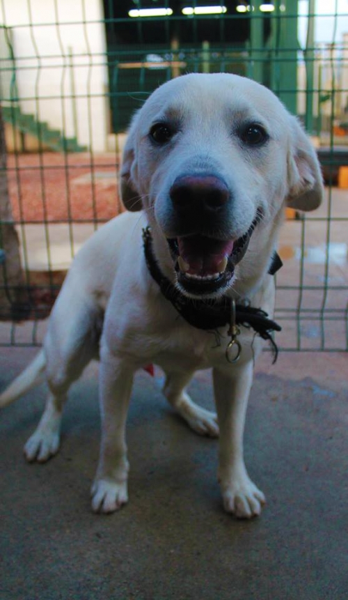 ლაბრადორი ტობი