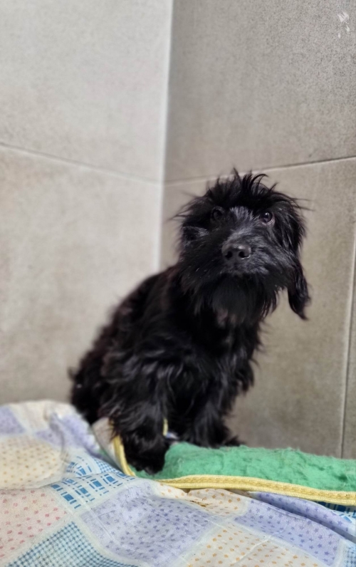 ბალონკა ვარკეთილი ჰუალინგ ცენტრი