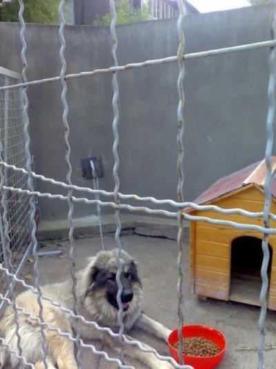 * გაჩუქებულები ბუთა