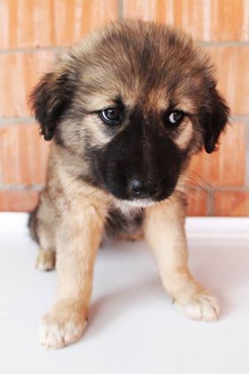 ქართული ქოფაკი უსახელო