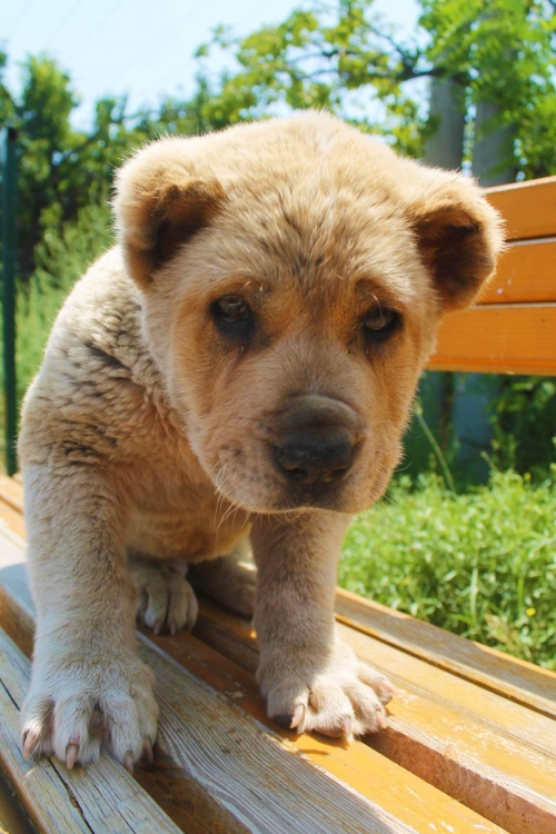 ქართული ნაგაზი გიბონა