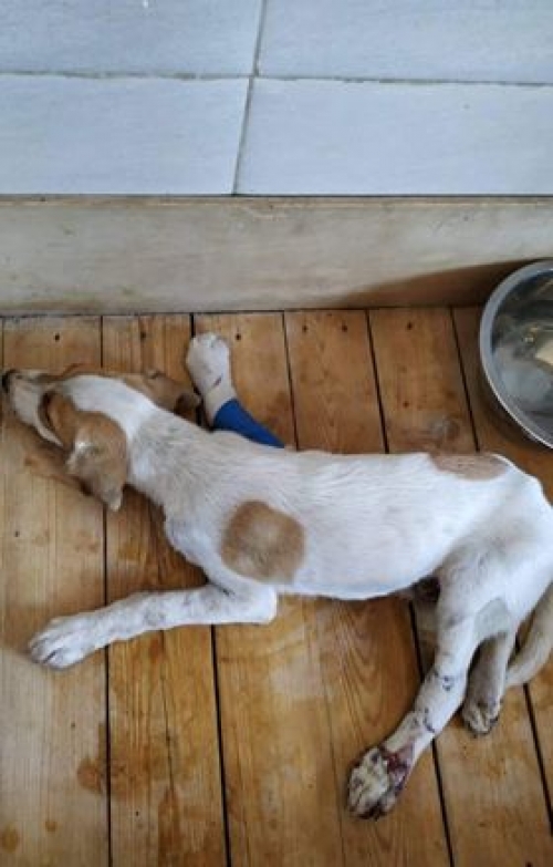 მეტისი უსახელო